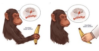 Monkey mirror neurons
